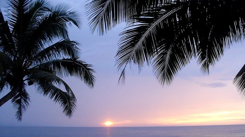 Coconut Trees Leaves In Light Purple Sky Background During Sunset Sunset,  HD wallpaper | Peakpx