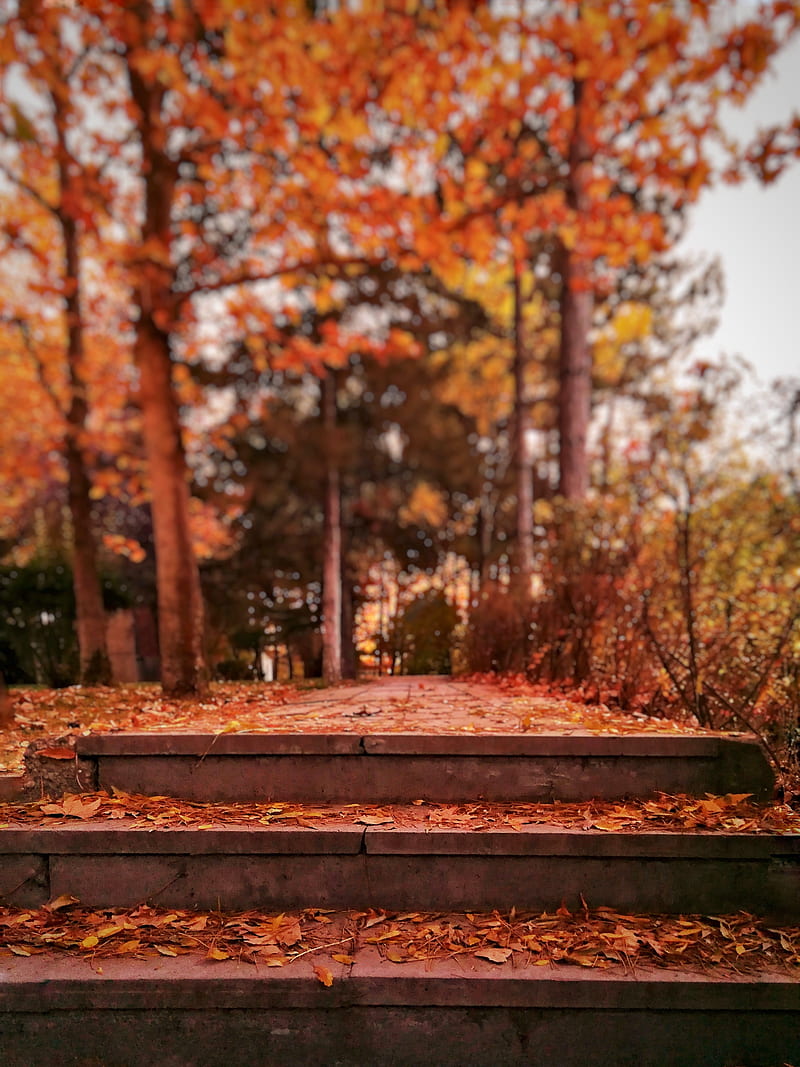 brown wooden bench near trees during daytime, HD phone wallpaper