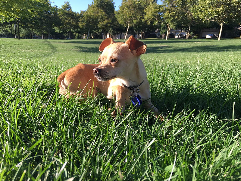 Chihuahua, cute, dog, grass, outdoors, park, puppy, HD wallpaper