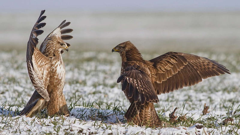 2 Birds Arguing, Dissagree, Falcons, Eagles, Birds, HD wallpaper