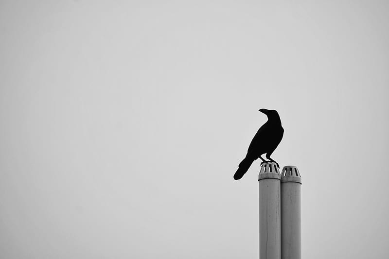 The Crow, birds, black, crow, crows, raven, ravens, white, wings, HD wallpaper