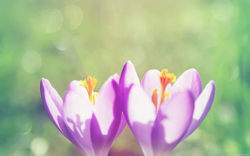 Spring crocus-Fresh and natural flowers, HD wallpaper