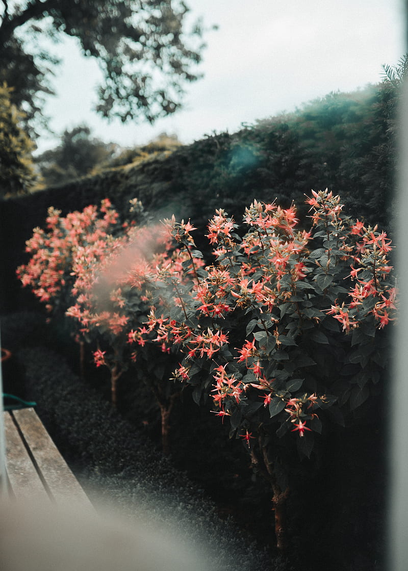 pink flowers inside compound, HD phone wallpaper