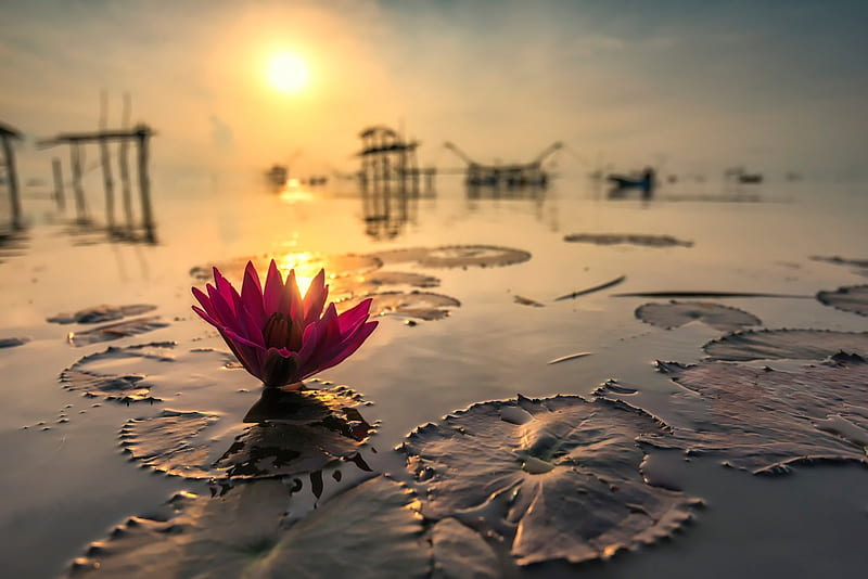 Lotus at sunset, sun, Lotus, reflection, Thailand, HD wallpaper