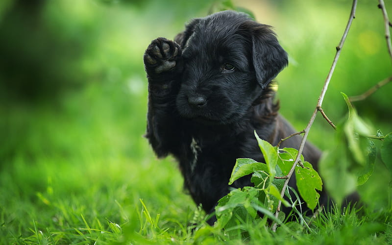 black puppy, labrador, black retriever, puppies, little cute dog, pets, dogs, HD wallpaper