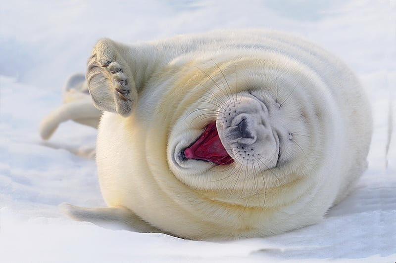 *** Laughing White Seal ***, seal, white, animals, animal, HD wallpaper
