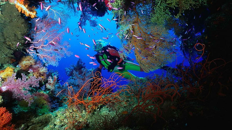 Scuba Diving [] for your , Mobile & Tablet. Explore Scuba . Scuba Diving , Scuba for , Scuba Diving, HD wallpaper