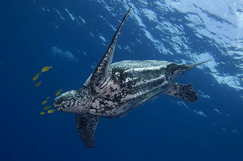 Sea Turtle, water, surface, below, turtle, swimming, sea, HD wallpaper