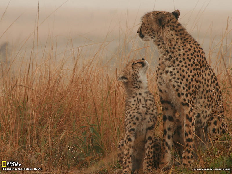 Cheetah and Cub-National Geographic graphy, HD wallpaper