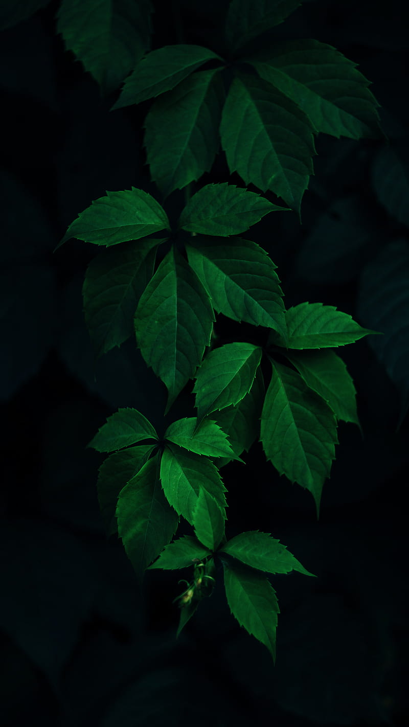 Mint Green, Green leaves, Zoran, blooming, bush, closeup, dark, dark green, deep, deep green, forrest, glow, green leafed plant, hedgerow, in blossoms, landscapes, light, lovely landscape, macro, plant, rich, saturated, saturation, strong, strong green, tree, vivid, HD phone wallpaper