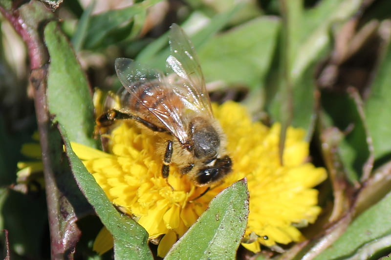 Honey Bee, flower, bee, honey, yard, HD wallpaper | Peakpx