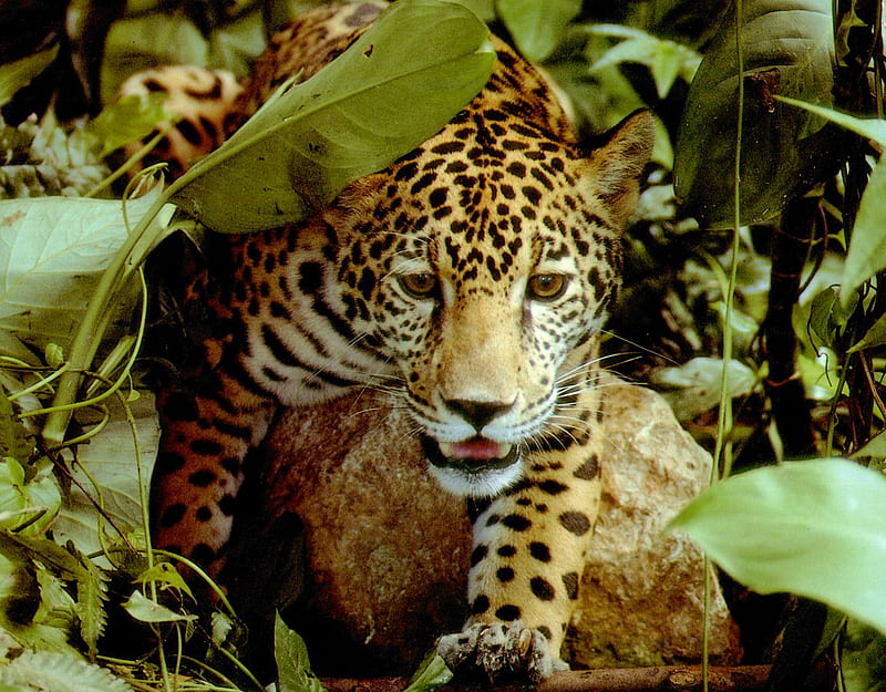 jaguar in the shadows, hiding, stalking, rock, plants, HD wallpaper