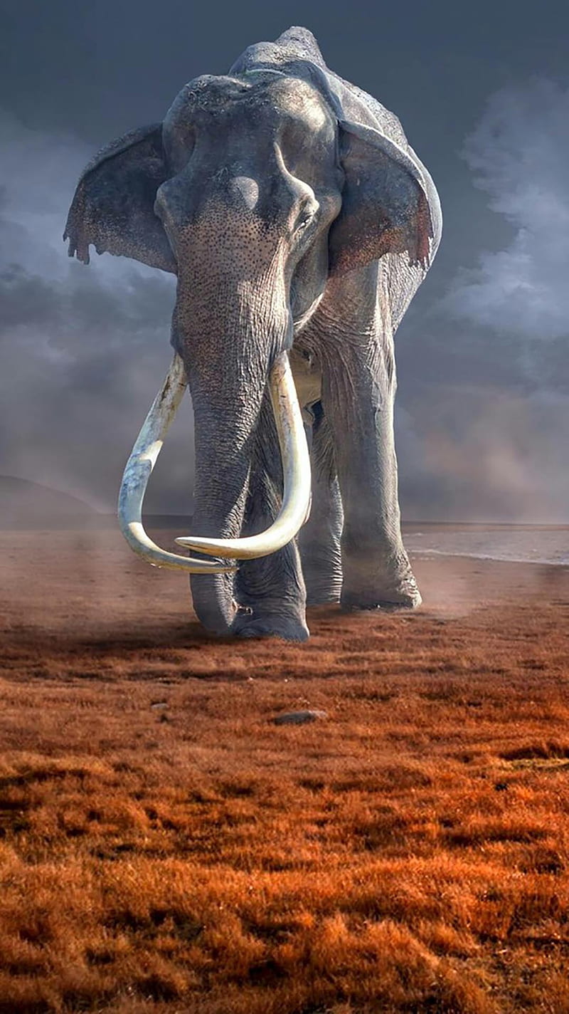 Elefante Preistorico, elephant, wild, HD phone wallpaper