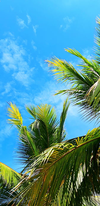Sky Peace, bonito, blue, coconut, kerala, nature, tree, trees, tropical ...