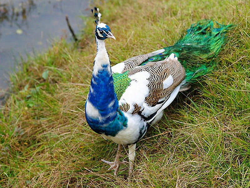 Dual colors, bird, green, peacock, mixture, colors, white, blue, HD wallpaper