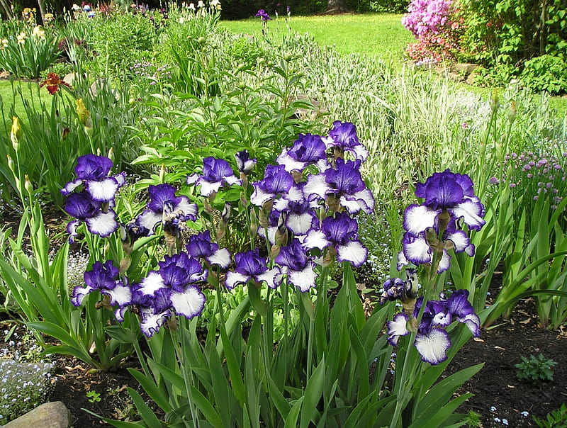 Iris, garden, brecksville, spring, HD wallpaper