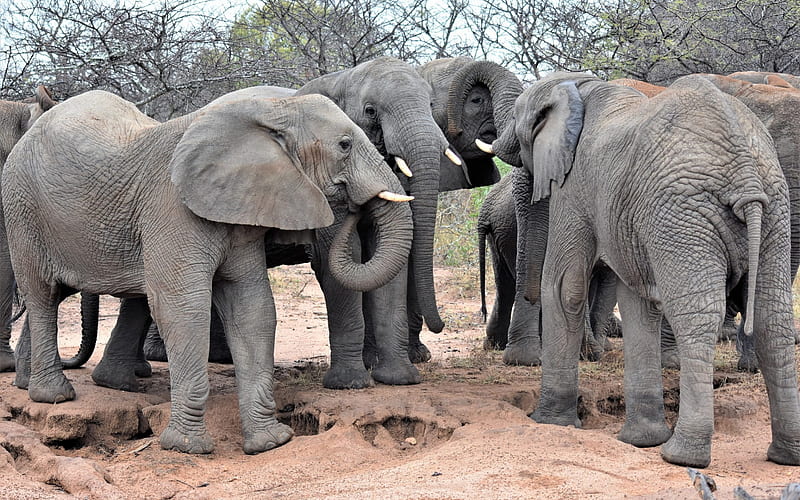 elephants, family, group, Africa, wildlife, big elephants, HD wallpaper