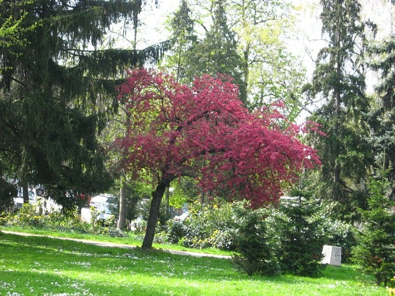 Park, grass, evergreen, spring, trees, tree, graphy, green, nature, season, bulgaria, HD wallpaper