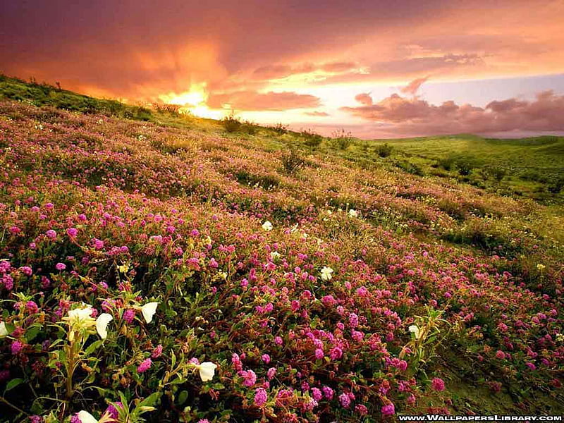 Flower field, mountain, grasses, wildflowers, flowers, sunrise, field, HD  wallpaper | Peakpx