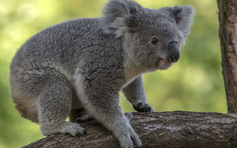 Koala, animal lindo, australia, fauna silvestre, animales salvajes, pequeño  koala, Fondo de pantalla HD | Peakpx