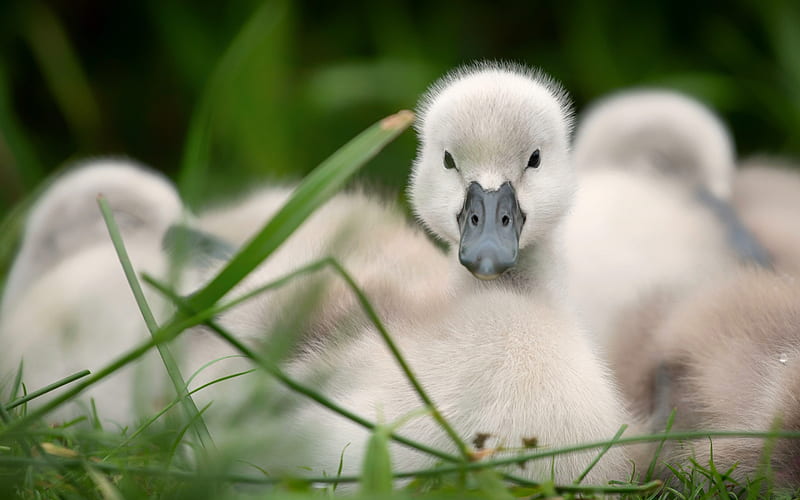 Swan baby, bird, baby, swan, cute, pasari, lebada, HD wallpaper