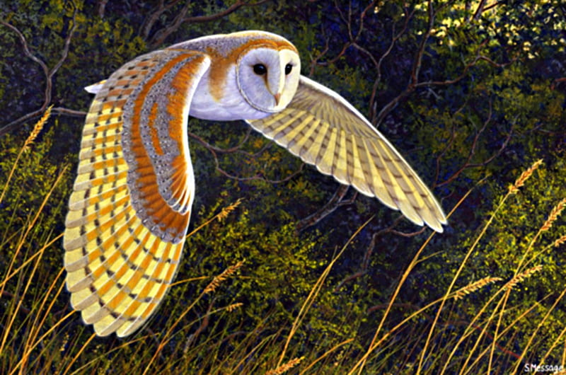 barn owl, patrons, wings, white, flying, HD wallpaper