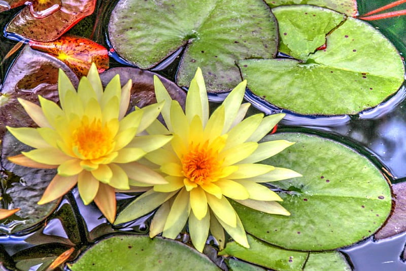 * Water lilies *, lilies, flowers, nature, flowr, HD wallpaper