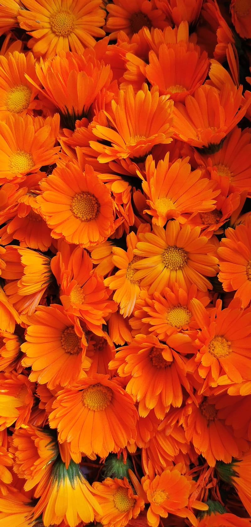 Orange flowers , nature, HD phone wallpaper