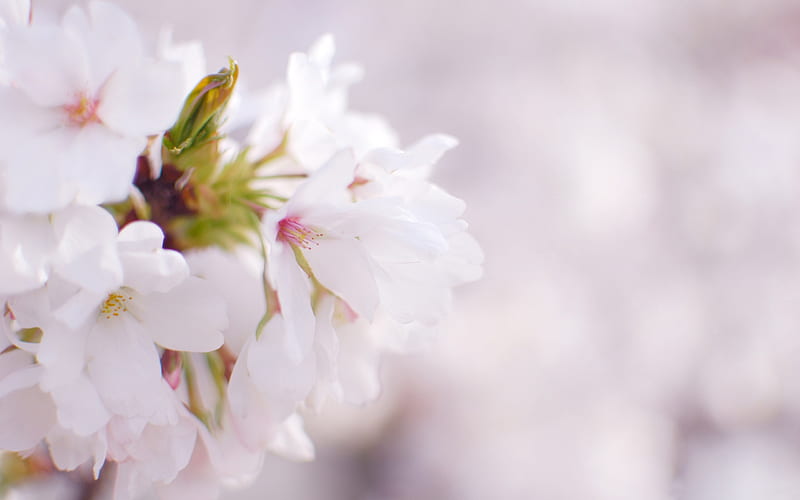 Beautiful Japanese cherry blossom season 25, HD wallpaper