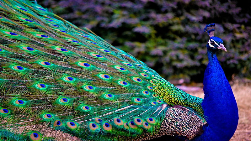 Peacock, bird, green, feather, blue, HD wallpaper