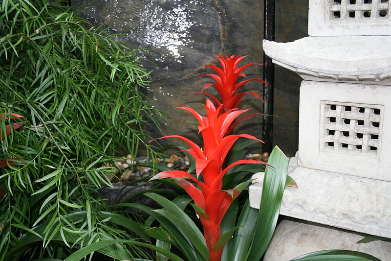 A day with my camera at the Pyramids 9, red, graphy, green, Bromeliads, garden, Flowers, HD wallpaper