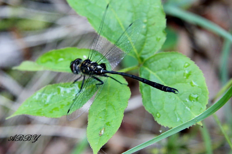 Dragonfly while camping, Dragonfly, Black, graphy, green, HD wallpaper