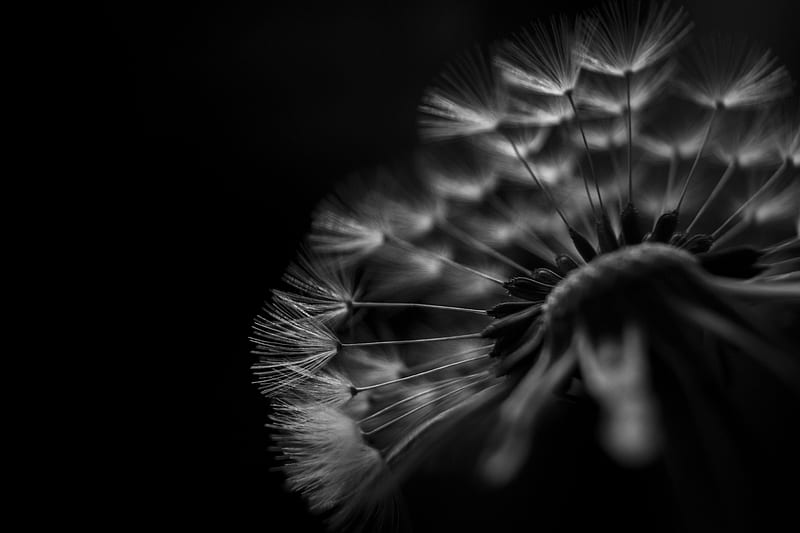 dandelion, fluff, macro, black and white, black, HD wallpaper