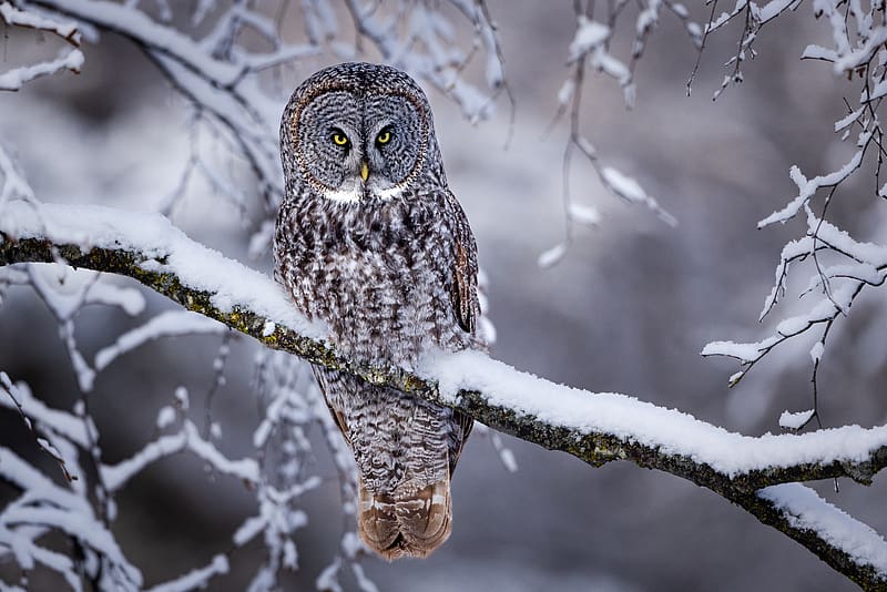 great grey owl, owl, bird, snow, winter, branch, HD wallpaper