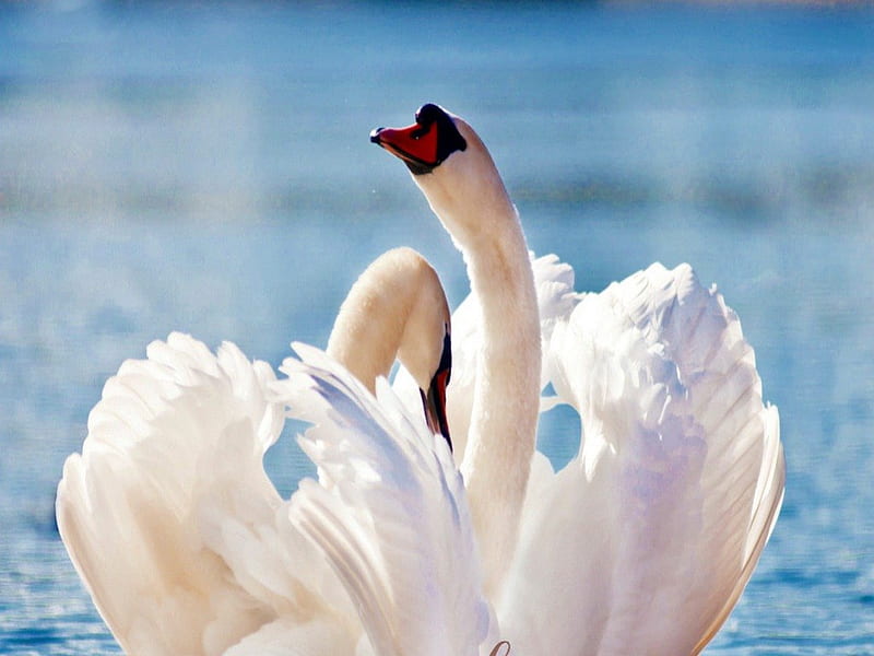 Feathered dance, water, mates, beauty, white, swans, feathers, HD wallpaper