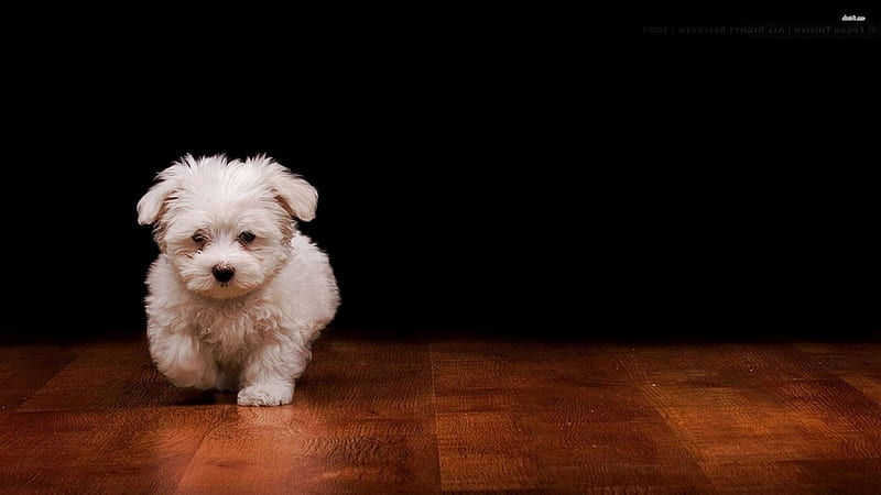 Cute Dog, 2560X1440 Dog, HD wallpaper Cute Dog, 2560X1440 Dog, HD wallpaper