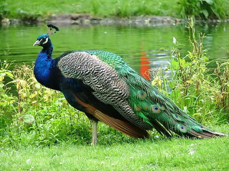 Feather Proud, peacock, pond, bird, grass, HD wallpaper