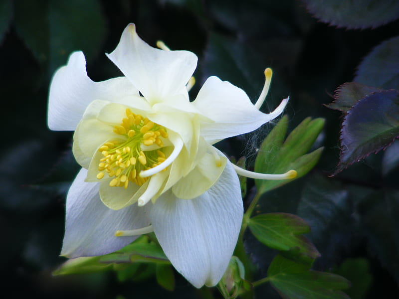 a pale yellow columbine., flower, green-leaves, see-through, petals, HD wallpaper