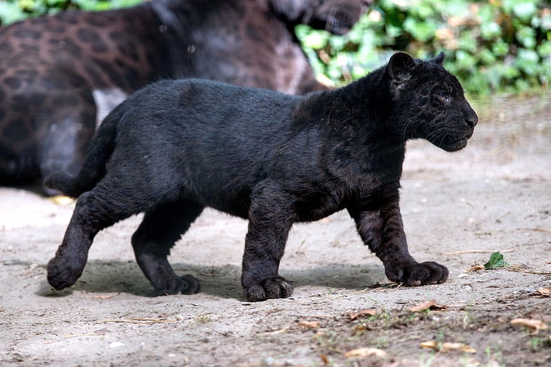 pantera negra ***, grande, salvaje, negro, gato, pantera, animales, animal,  Fondo de pantalla HD | Peakpx