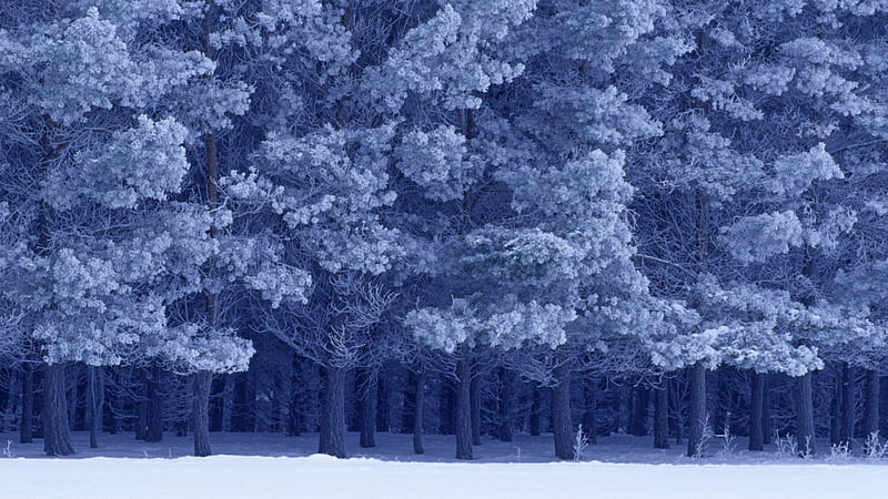 gorgeous dense forest in winter, dense, forest, snow, winter, HD wallpaper