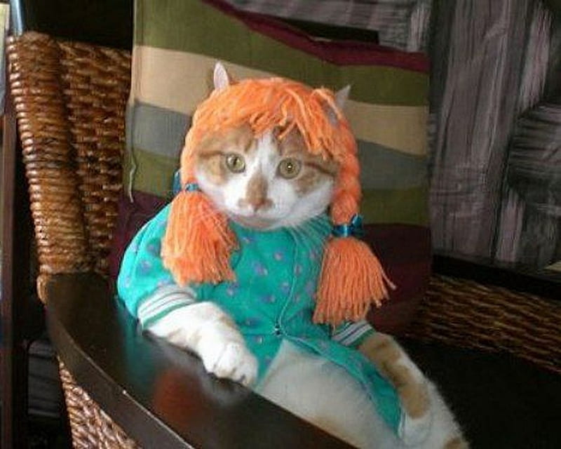 GRAMMA_KITTY, funny, cat, kitty, animal, HD wallpaper