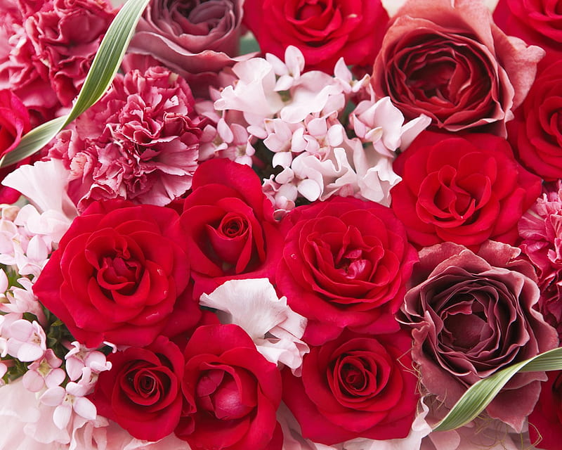Red Beauty, flowers arrangement, red, still life, bonito, roses, carnations, HD wallpaper