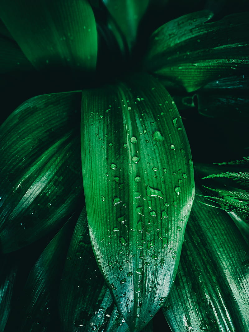 Close-up graphy of Green Leaf With Water Dew, HD phone wallpaper
