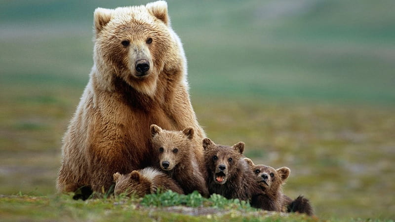 bear family, life, wild, mama, bears, baby, HD wallpaper