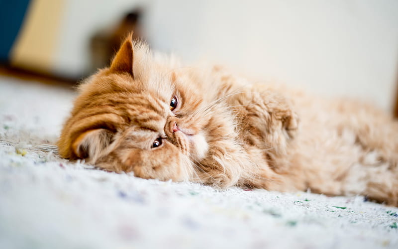 Persian cat, lazy cat, cute animals, pets, fluffy cat, HD wallpaper