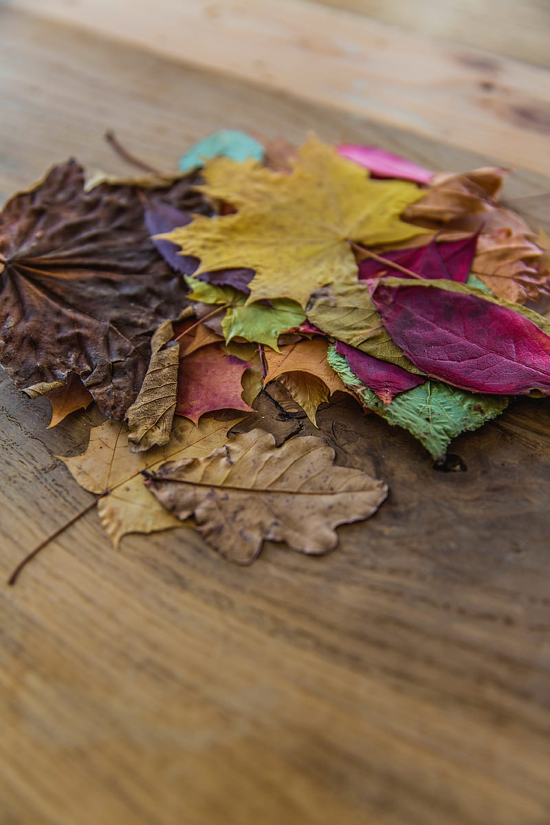 nature, flowers, leaves, fall, HD phone wallpaper