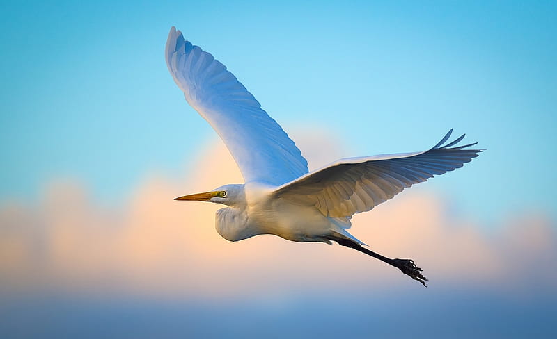 Egret in Flight, Egrets, Sky, Animals, Birds, HD wallpaper