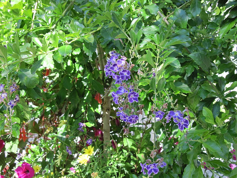 A marvelous day at Edmonton garden 39, red, graphy, purple, Petunias, green, garden, Flowers, HD wallpaper