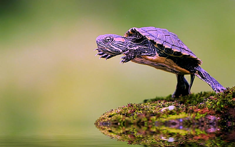Leap of Faith, Water, Leap, Animal, turtle, Nature, HD wallpaper