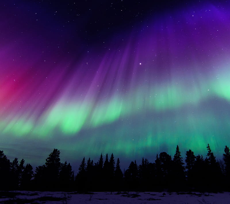 Aurora borealis, forest, night, northern lights, purple, sky, HD wallpaper